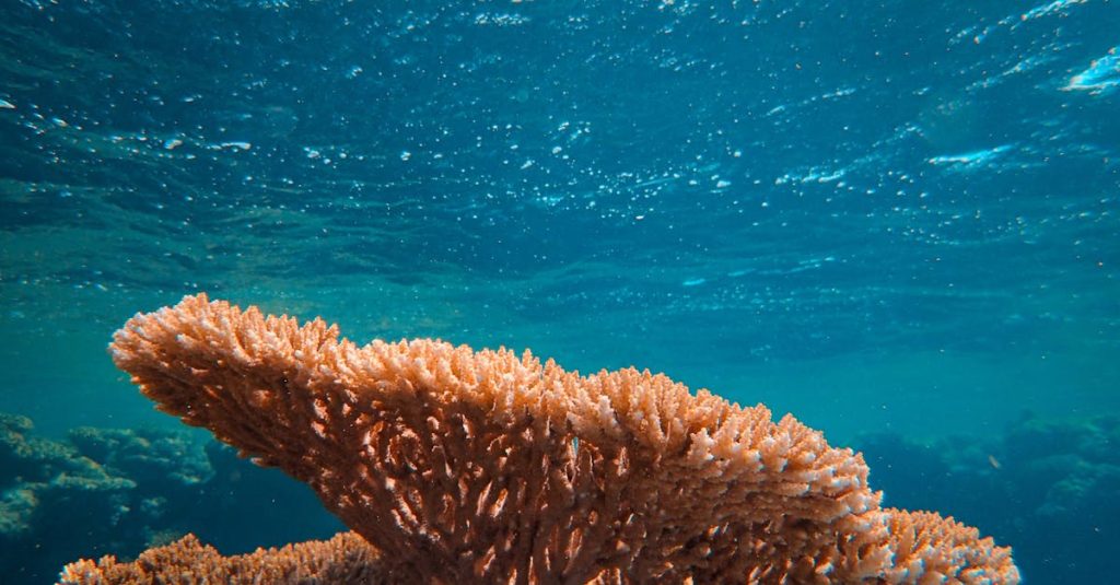 Peut-on ramener du corail mort sans nuire à l’environnement 2 découvrez l'importance de la conservation des coraux, les menaces qui pèsent sur ces écosystèmes marins essentiels, et les actions pour protéger la biodiversité sous-marine.