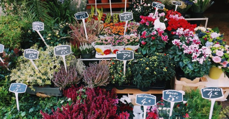 Marché aux fleurs de barcelone : conseils et astuces pour une visite réussie