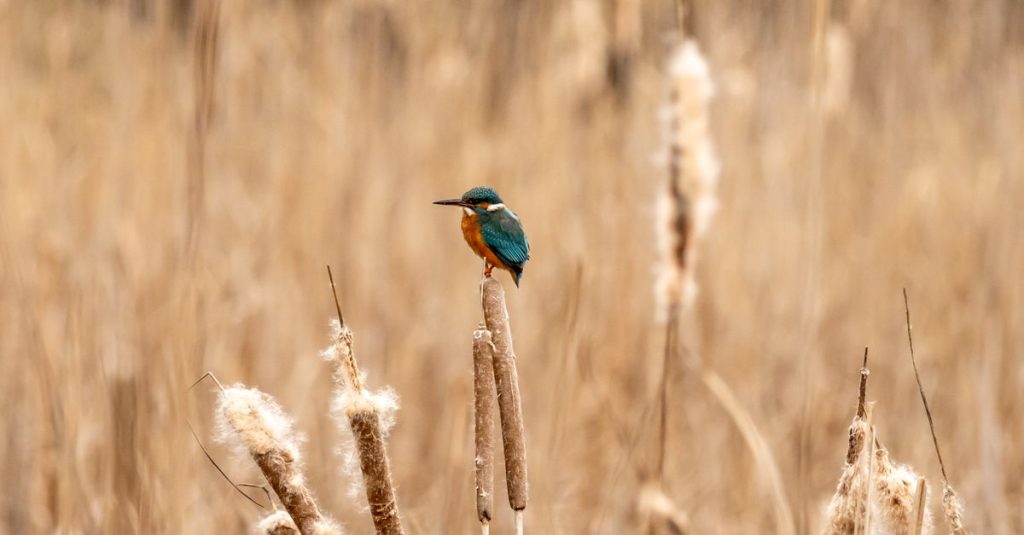 Découvrez les meilleurs parcs naturels pour observer les oiseaux en espagne 2 découvrez l'art du birdwatching : observez et identifiez les oiseaux dans leur habitat naturel pour une expérience enrichissante en pleine nature.