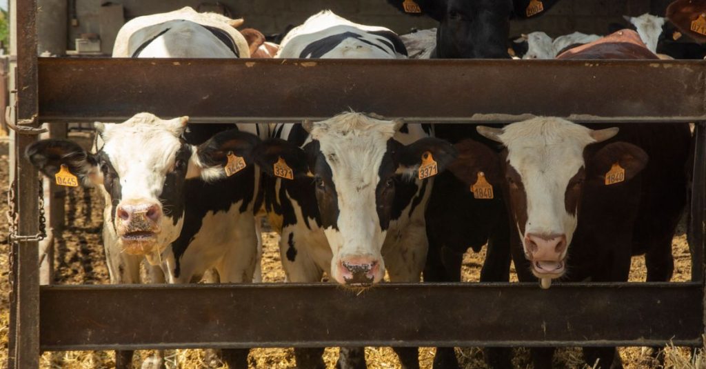Découvrir les meilleures fermes pédagogiques en espagne pour passer un séjour en famille inoubliable 2 découvrez les fermes éducatives en espagne, des lieux idéaux pour apprendre la nature, l'agriculture et la vie rurale en famille ou entre amis.