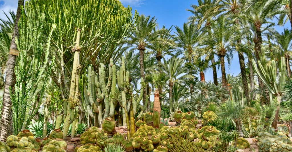 Découvrez les jardins botaniques cachés en espagne et leurs trésors méconnus 2 découvrez les jardins botaniques secrets d'espagne, des havres de paix riches en biodiversité et beauté naturelle, parfaits pour les amoureux de la nature et les explorateurs.