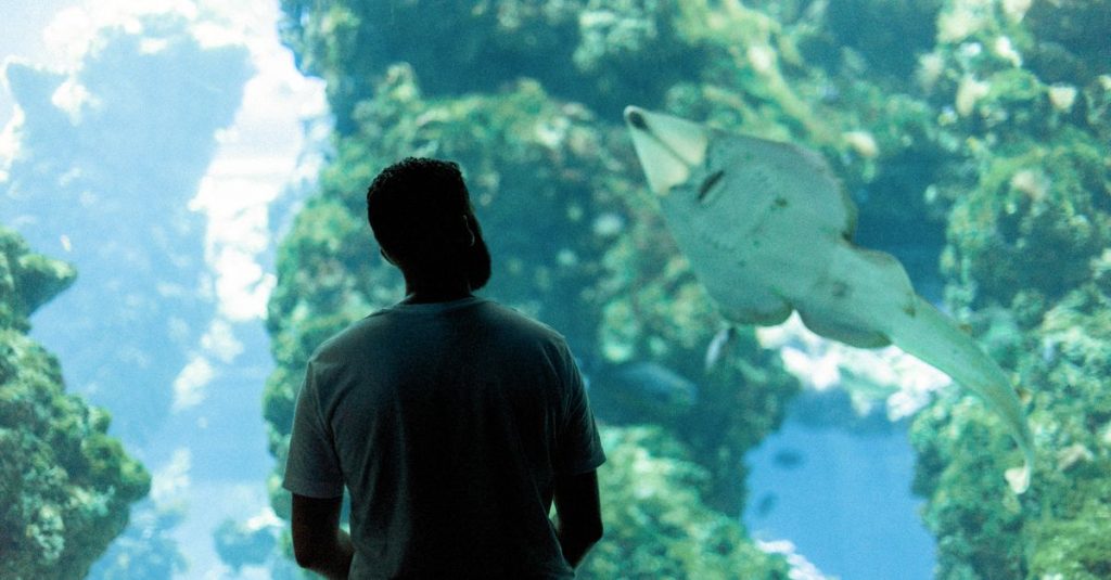 découvrez l'aquarium de barcelone, un monde marin fascinant avec des milliers d'espèces aquatiques, des tunnels sous-marins et des activités familiales pour une expérience inoubliable.