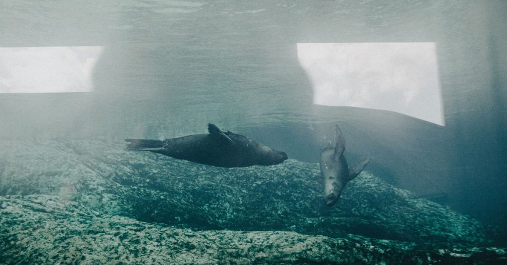 Découvrir l'aquarium de barcelone : une immersion unique dans la vie marine 9 découvrez l'aquarium de barcelone, un lieu fascinant où vous pourrez explorer la vie marine méditerranéenne à travers des expositions interactives et des tunnels sous-marins impressionnants.