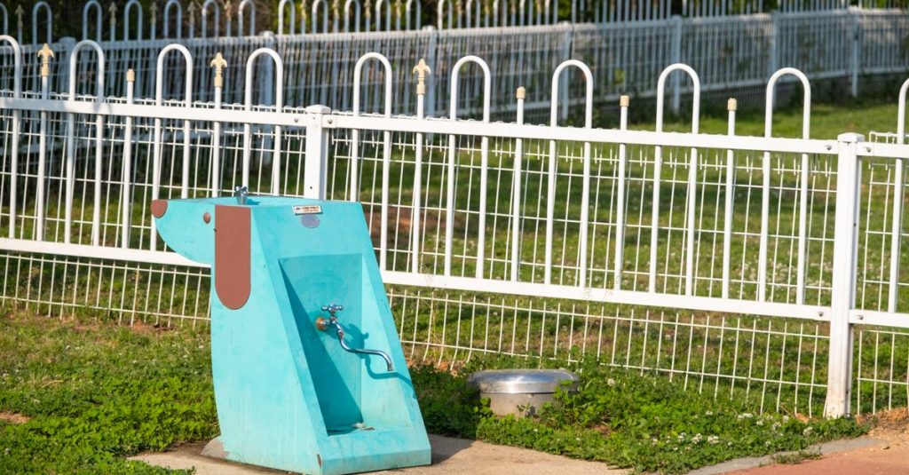 découvrez un parc aquatique spécialement conçu pour les chiens, où ils peuvent s'amuser, nager et se rafraîchir en toute sécurité.