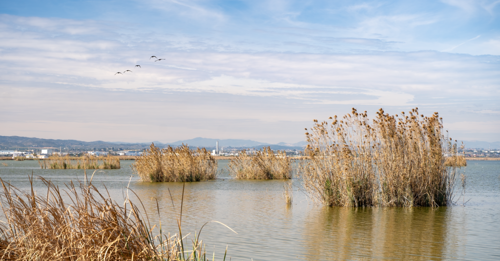 Découvrez les réserves naturelles peu connues d'espagne pour une aventure authentique 2 découvrez les réserves naturelles secrètes d'espagne, des havres de paix préservés où la biodiversité et la beauté sauvage vous attendent loin des sentiers battus.