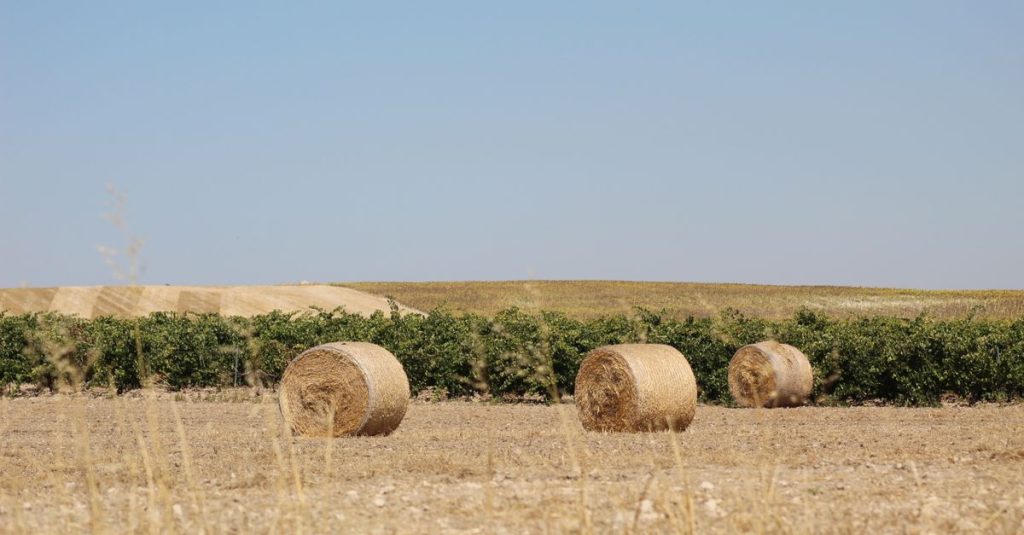 Découvrez des fermes à visiter avec dégustations de produits du terroir espagnol 2 découvrez les visites de fermes espagnoles pour une expérience authentique de la campagne, avec dégustations, découvertes agricoles et activités en famille.