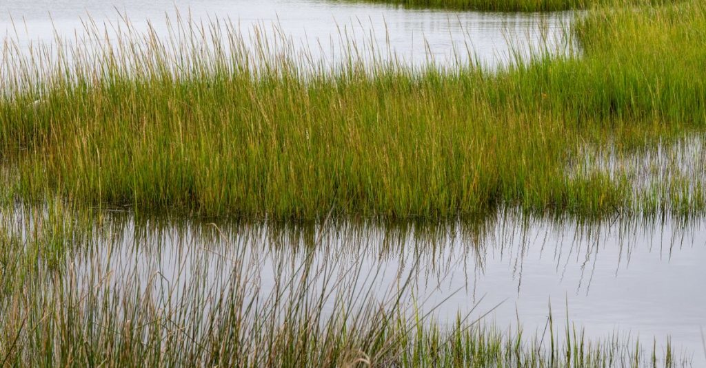 Découvrir les secrets des marais salants naturels en andalousie 2 découvrez les marais salants naturels, des écosystèmes riches en biodiversité, essentiels pour l'équilibre environnemental et la protection côtière.